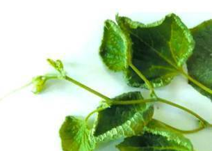 Paclobutrazol injury