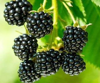 Blackberry