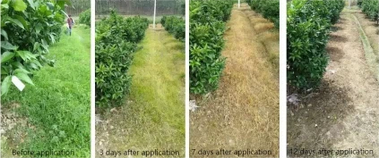 Compound of glyphosate and glufosinate Compound of glyphosate and glufosinate