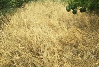 glyphosate glyphosate