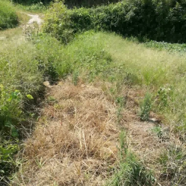 Compound of glyphosate and glufosinate1 Compound of glyphosate and glufosinate1