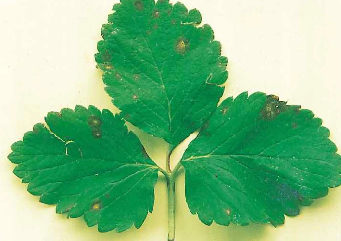 How to prevent white leaf spot of strawberry-1 How to prevent white leaf spot of strawberry-1