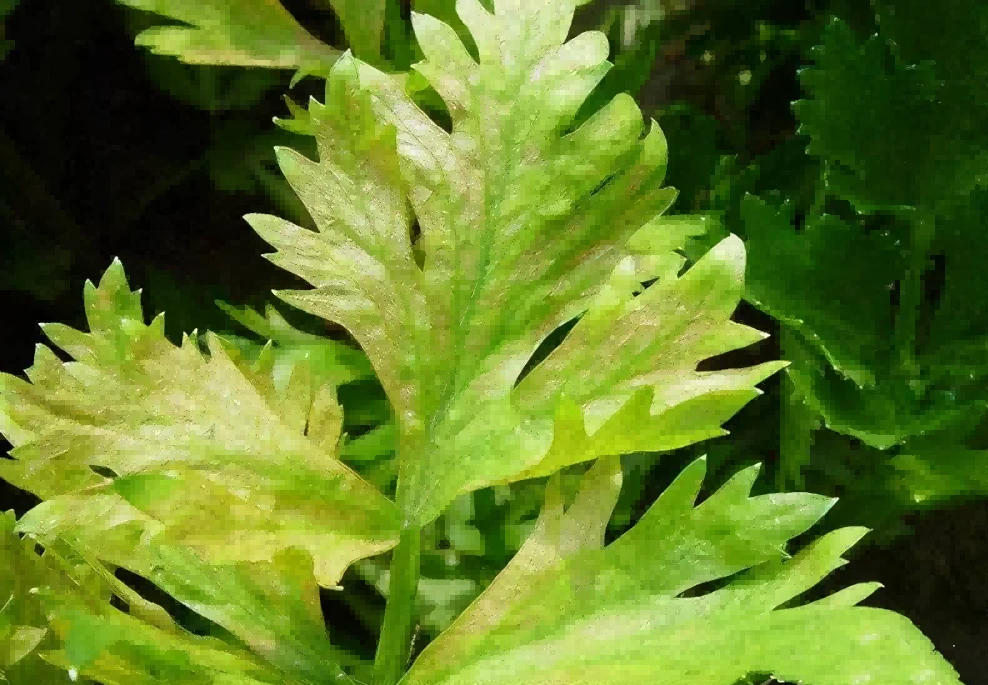 celery verticillium wilt 4