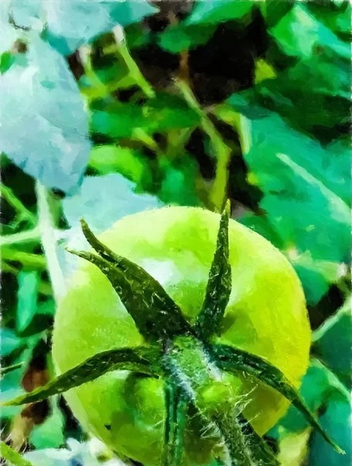 Pyraclostrobin applications Pyraclostrobin applications