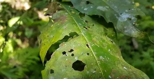 Pyraclostrobin applications Pyraclostrobin applications