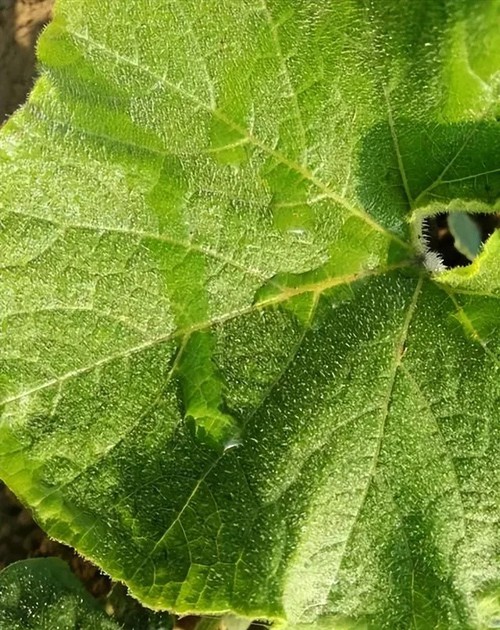 Pyraclostrobin applications Pyraclostrobin applications