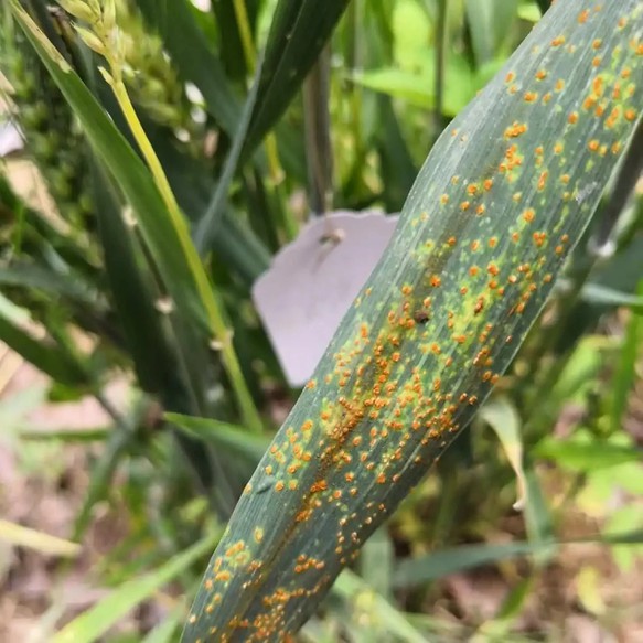 Prothioconazole applications Prothioconazole applications